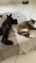Lily e Luci