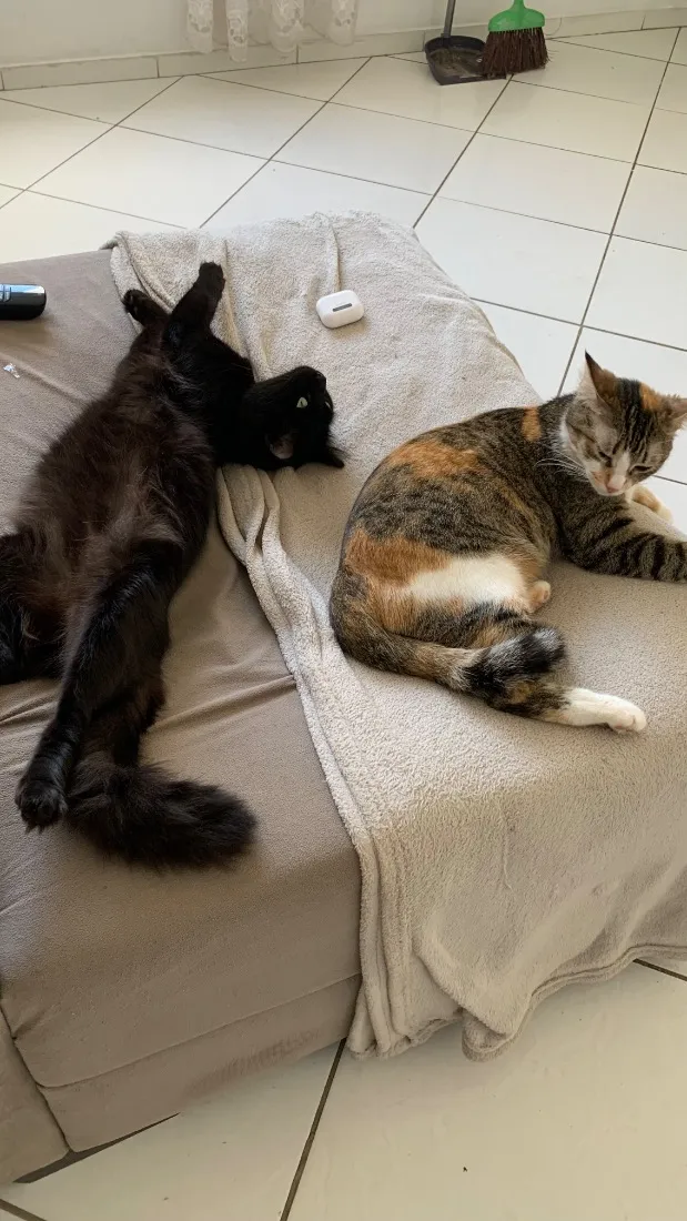 Gato raça SRD-ViraLata idade 2 anos nome Lily e Luci