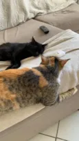Lily e Luci