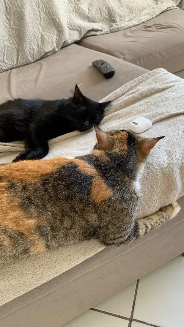 Gato raça SRD-ViraLata idade 2 anos nome Lily e Luci