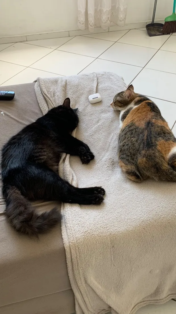 Gato raça SRD-ViraLata idade 2 anos nome Lily e Luci