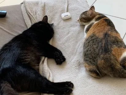 Gato raça SRD-ViraLata idade 2 anos nome Lily e Luci