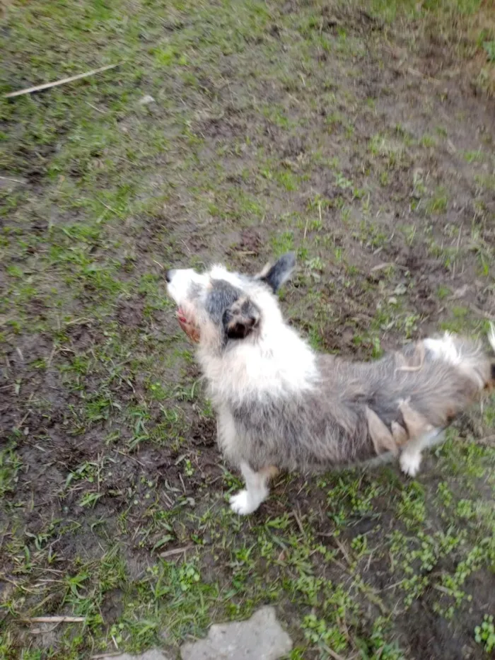 Cachorro raça SRD-ViraLata idade 6 ou mais anos nome Marlon