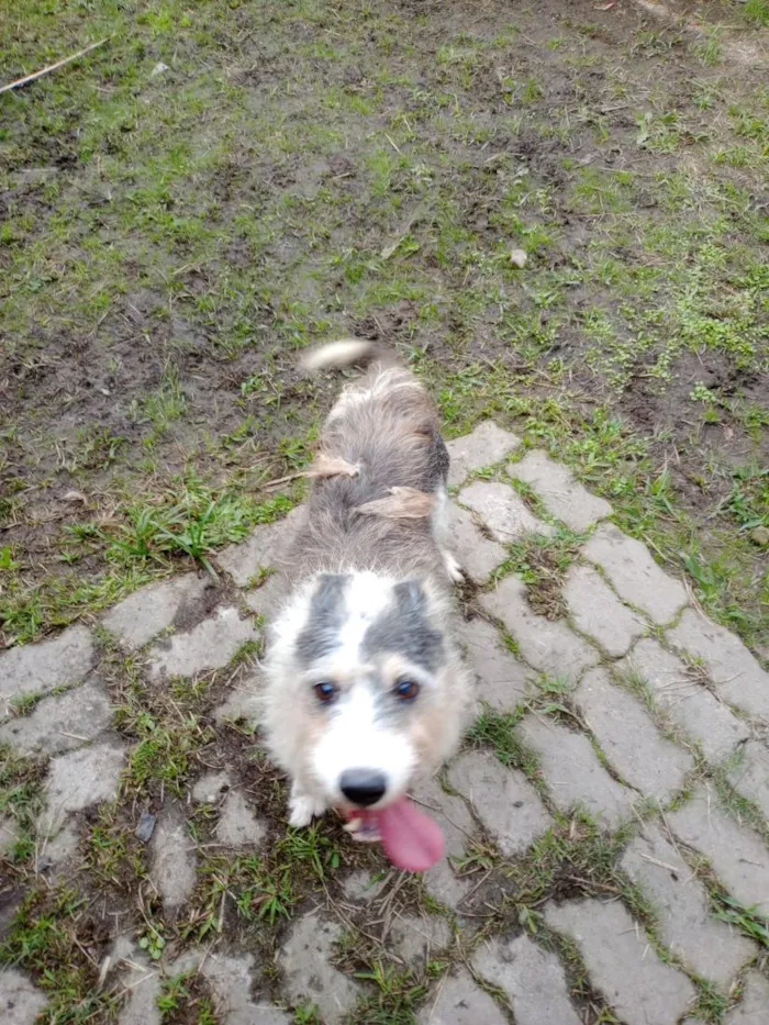 Cachorro raça SRD-ViraLata idade 6 ou mais anos nome Marlon