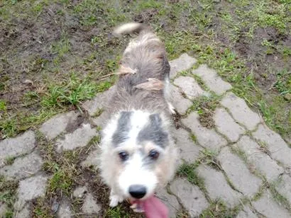 Cachorro raça SRD-ViraLata idade 6 ou mais anos nome Marlon