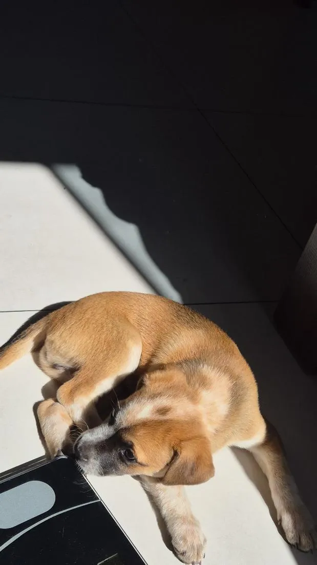 Cachorro raça SRD-ViraLata idade 2 a 6 meses nome Aurora