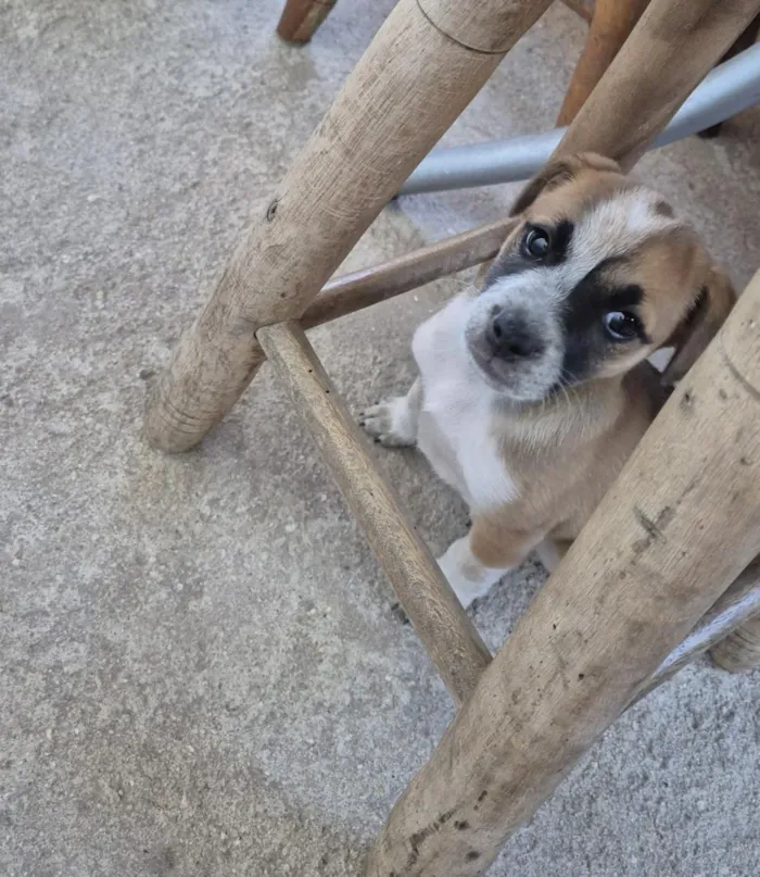 Cachorro raça SRD-ViraLata idade 2 a 6 meses nome Aurora