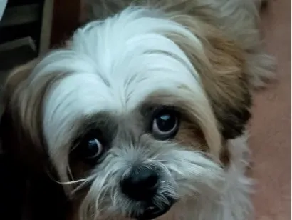 Cachorro raça Lhasa Apso idade 6 ou mais anos nome não sei