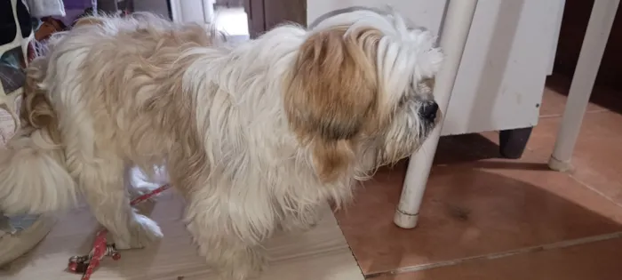 Cachorro raça Lhasa Apso idade 6 ou mais anos nome não sei