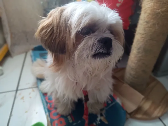 Cachorro raça Lhasa Apso idade 6 ou mais anos nome não sei