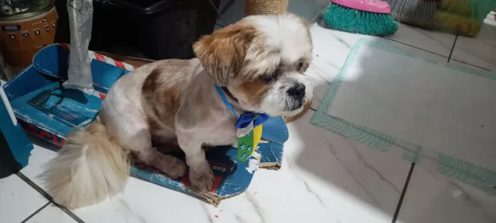 Cachorro raça Lhasa Apso idade 6 ou mais anos nome não sei