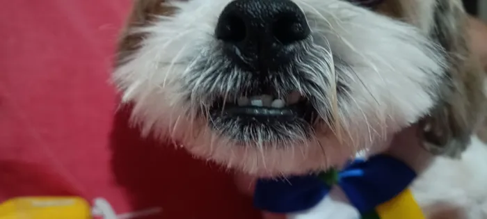 Cachorro raça Lhasa Apso idade 6 ou mais anos nome não sei