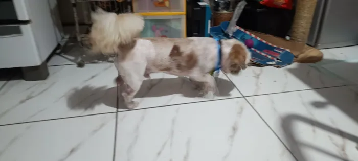 Cachorro raça Lhasa Apso idade 6 ou mais anos nome não sei