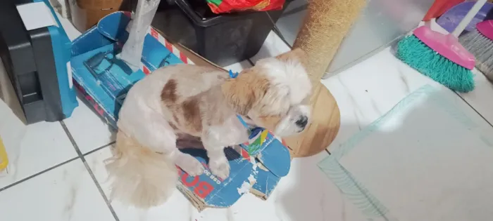 Cachorro raça Lhasa Apso idade 6 ou mais anos nome não sei