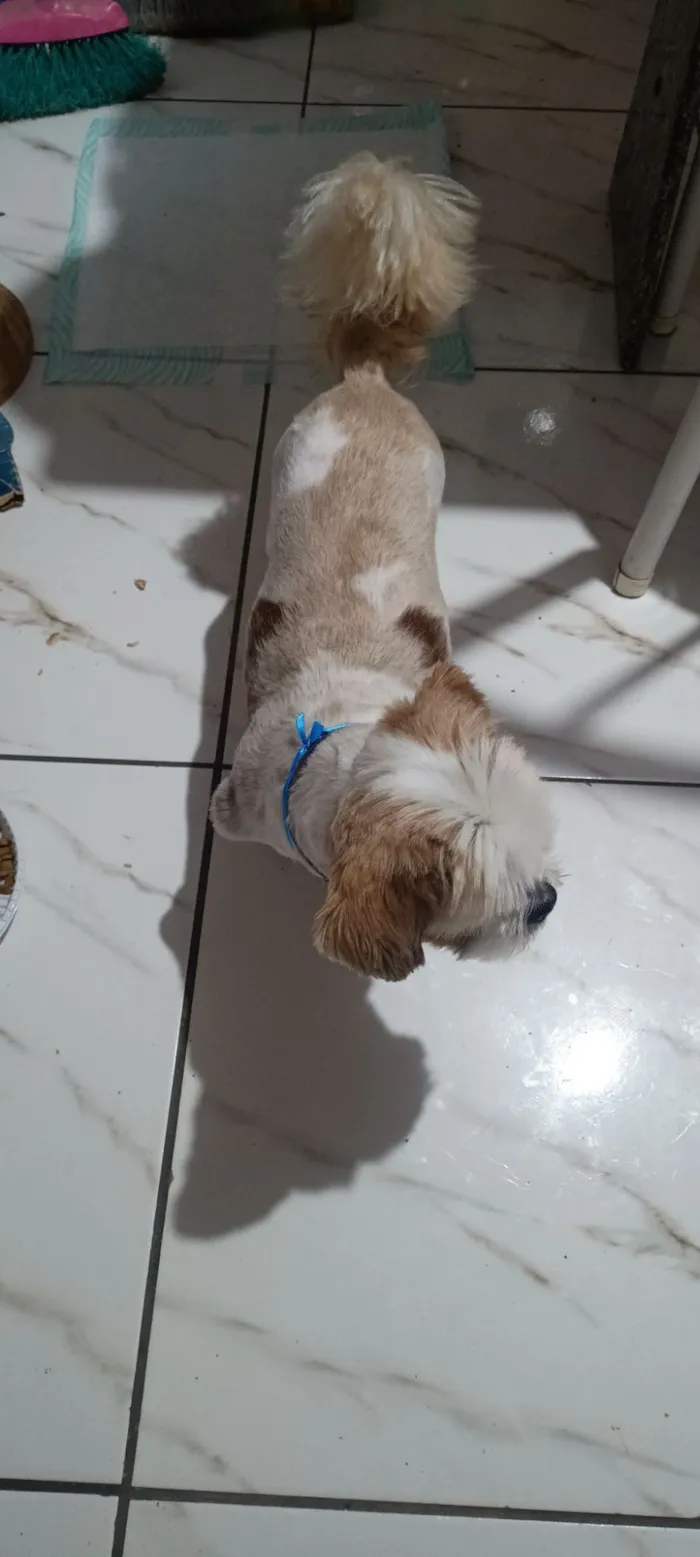 Cachorro raça Lhasa Apso idade 6 ou mais anos nome não sei