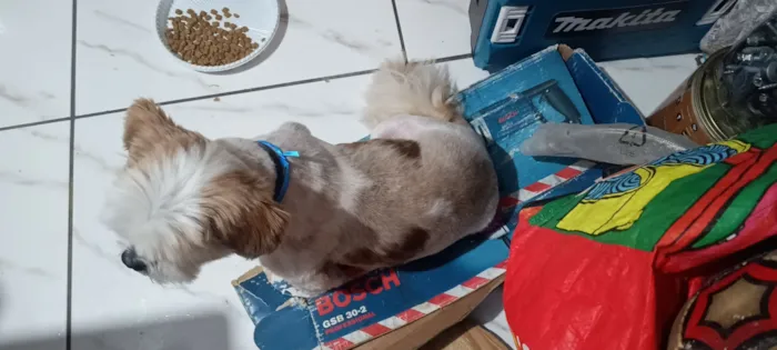 Cachorro raça Lhasa Apso idade 6 ou mais anos nome não sei