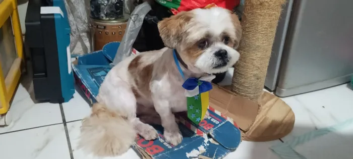 Cachorro raça Lhasa Apso idade 6 ou mais anos nome não sei