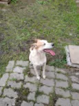 Angus