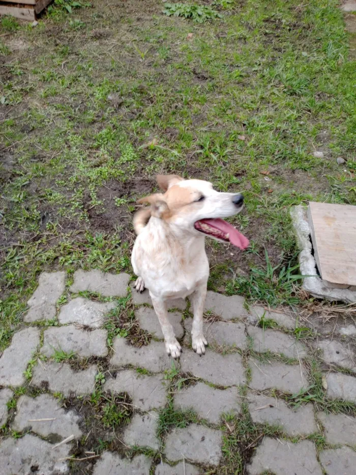 Cachorro raça SRD-ViraLata idade 6 ou mais anos nome Angus
