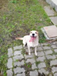 Angus