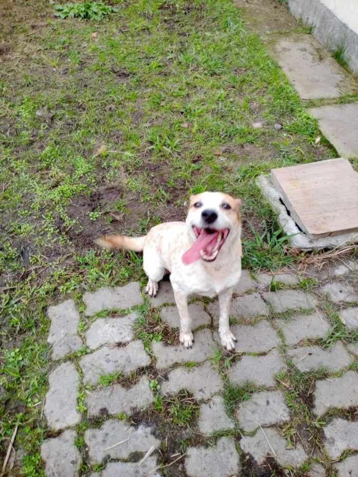 Cachorro raça SRD-ViraLata idade 6 ou mais anos nome Angus