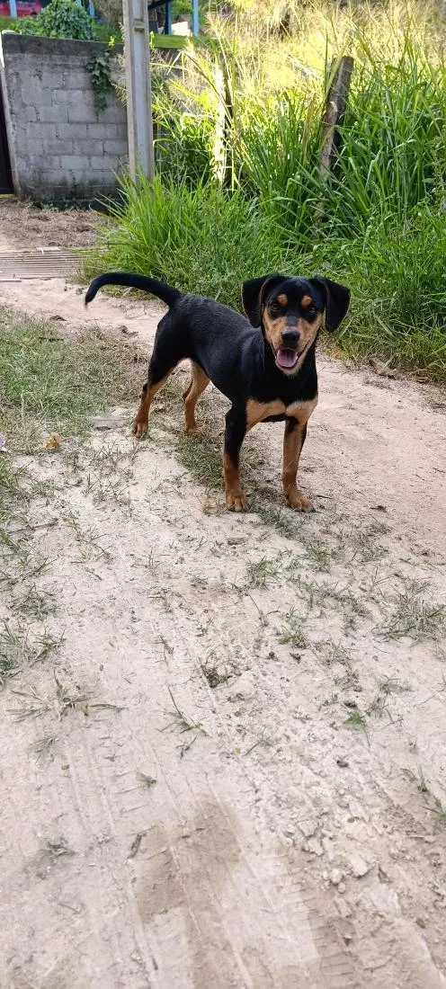 Cachorro raça SRD-ViraLata idade 7 a 11 meses nome Natasha 