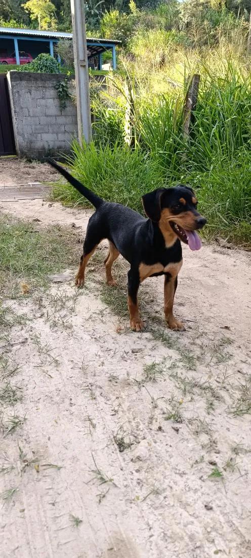 Cachorro raça SRD-ViraLata idade 7 a 11 meses nome Natasha 