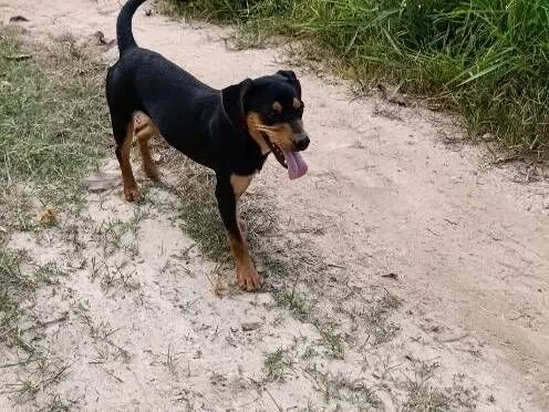 Cachorro raça SRD-ViraLata idade 7 a 11 meses nome Natasha 
