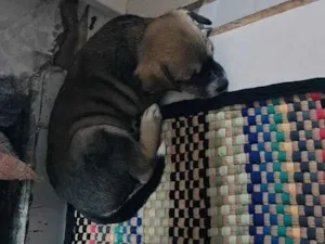 Cachorro raça SRD-ViraLata idade Abaixo de 2 meses nome luck