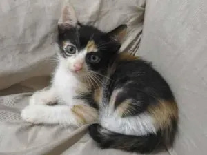 Gato raça SRD-ViraLata idade 2 a 6 meses nome Zuri