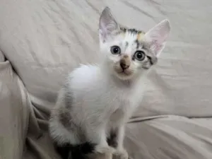 Cachorro raça SRD-ViraLata idade 2 a 6 meses nome Zara