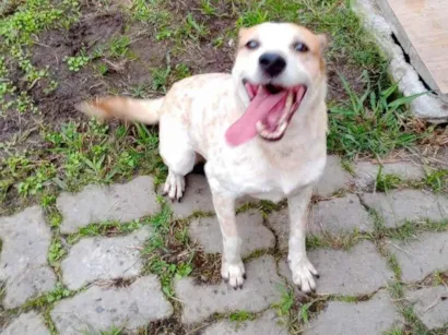 Cachorro raça SRD-ViraLata idade 6 ou mais anos nome Angus