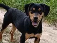 Cachorro raça SRD-ViraLata idade 7 a 11 meses nome Natasha 