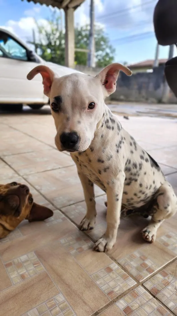 Cachorro raça SRD-ViraLata idade 2 a 6 meses nome Bolt (branco) Pandora