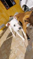 Bolt (branco) Pandora
