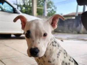 Cachorro raça SRD-ViraLata idade 2 a 6 meses nome Bolt (branco) Pandora