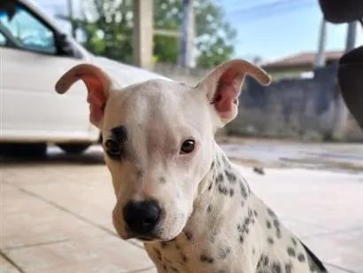 Cachorro raça SRD-ViraLata idade 2 a 6 meses nome Bolt (branco) Pandora