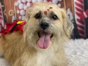 Cachorro raça SRD-ViraLata idade 4 anos nome Leka