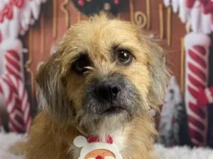 Cachorro raça SRD-ViraLata idade 4 anos nome Max