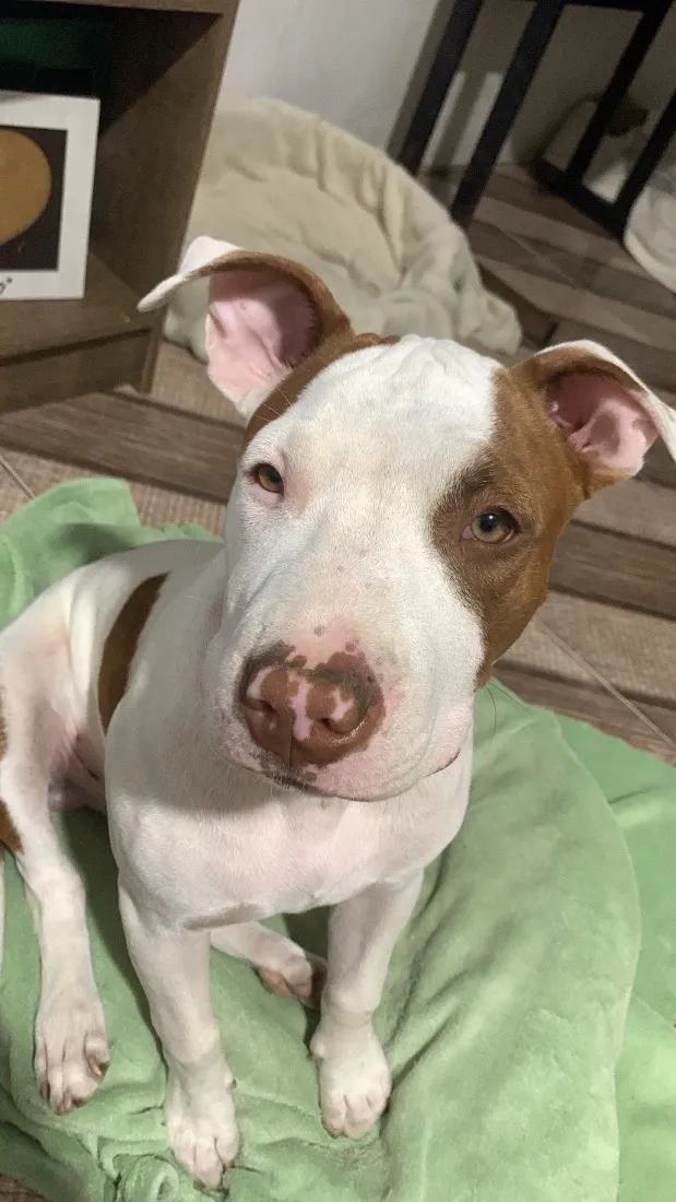 Cachorro raça Pit-Bull idade 2 a 6 meses nome Taliba 