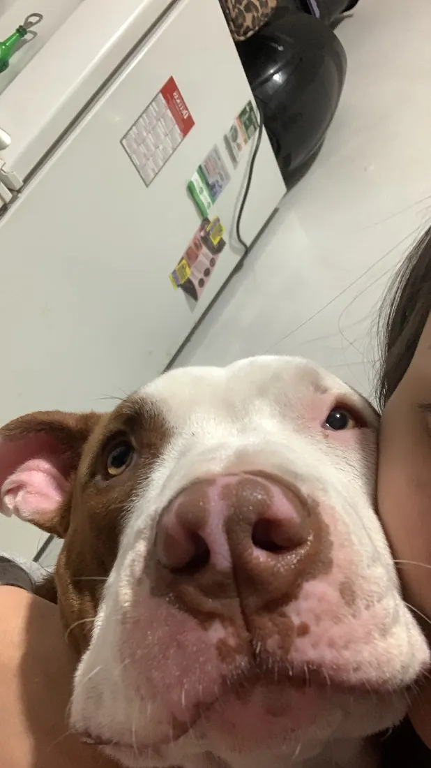 Cachorro raça Pit-Bull idade 2 a 6 meses nome Taliba 