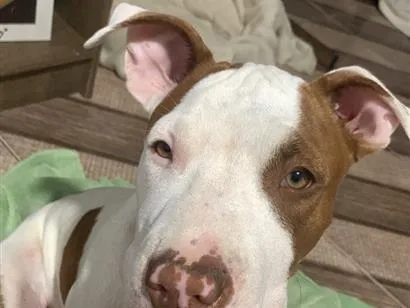 Cachorro raça Pit-Bull idade 2 a 6 meses nome Taliba 