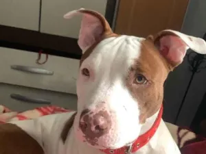 Cachorro raça Pit-Bull idade 2 a 6 meses nome Taliba 