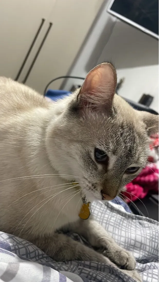 Gato raça Siamês idade 2 anos nome Lina 