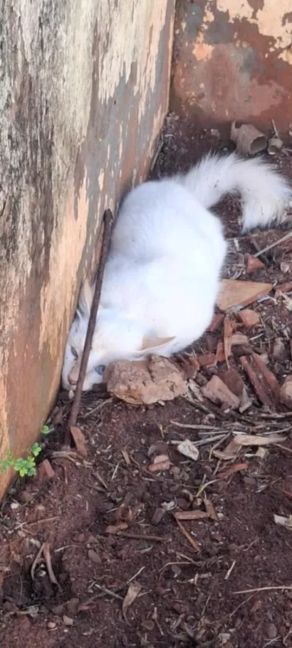 Gato raça SRD-ViraLata idade 2 a 6 meses nome mingau 