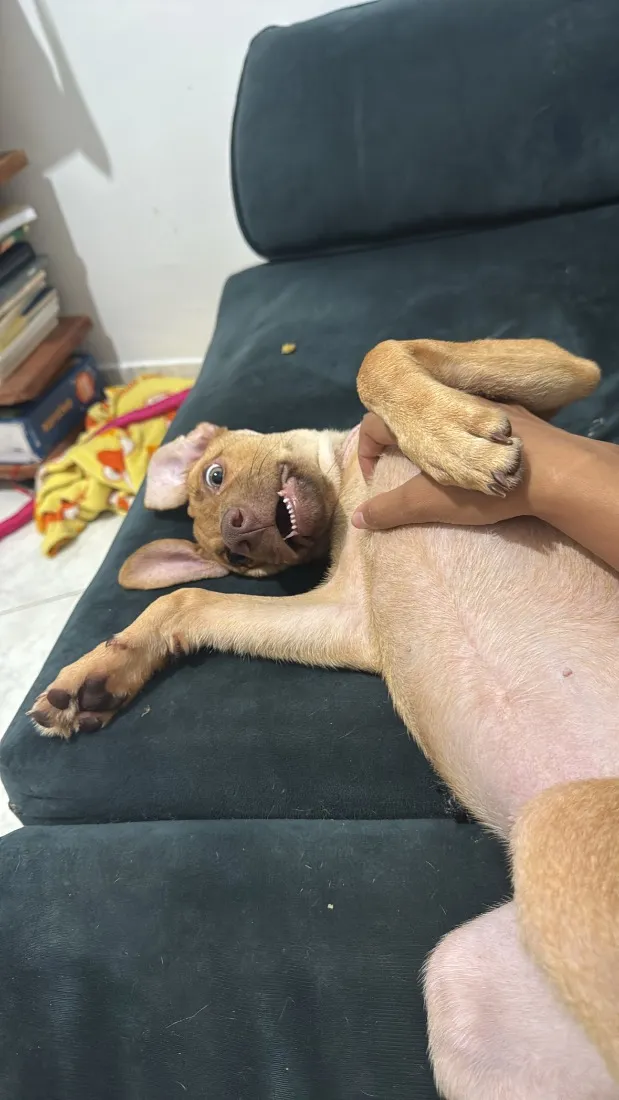 Cachorro raça SRD-ViraLata idade 7 a 11 meses nome Nala