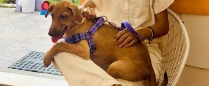 Cachorro raça SRD-ViraLata idade 7 a 11 meses nome Nala