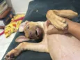 Nala