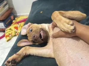 Cachorro raça SRD-ViraLata idade 7 a 11 meses nome Nala