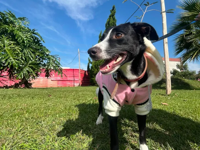 Cachorro raça SRD-ViraLata idade 2 anos nome Luna